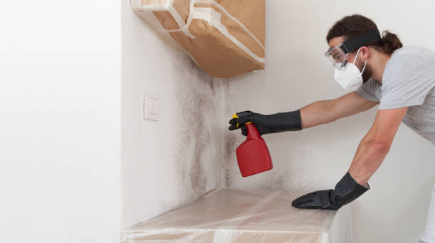 Professional Attic Mold Remediation technician working in Parrish, FL