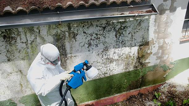 Top rated local Attic Mold Remediation specialists in Parrish, FL